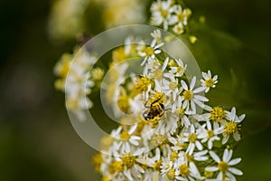 Honey Bees on Parasol Whitetop Wildflowers