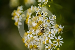 Honey Bees on Parasol Whitetop Wildflowers