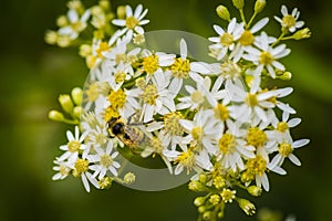 Honey Bees on Parasol Whitetop Wildflowers