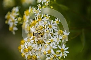 Honey Bees on Parasol Whitetop Wildflowers