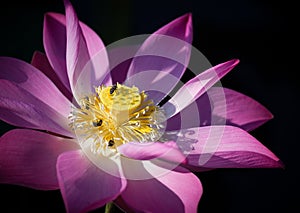 Honey bees on a pink lotus flower under the sunlight