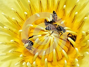 Honey bees pollinate at the pollen of yellow water lily