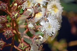 Honey bees pollinating a flowering gum tree