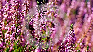 Honey bees pollinating Heather flowers with blurred out of focus bokeh in summer season 1080p