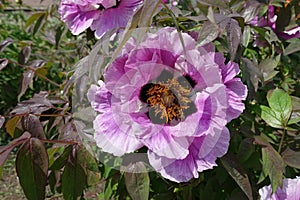 Honey bees pollinating pink flower of purple leaved tree peony