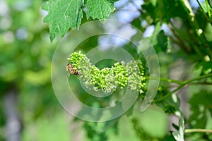 Honey bees pollinating vine blossom in vineyard in early spring