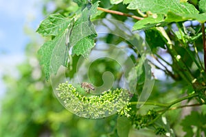 Honey bees pollinating vine blossom in vineyard in early spring