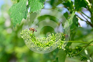 Honey bees pollinating vine blossom in vineyard in early spring