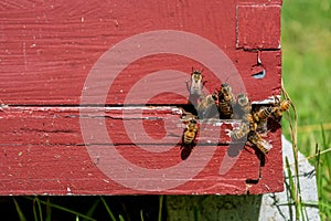 Honey bees on a red hive frame.