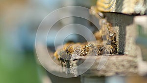 Honey bees returning from collecting pollen and nectar fly back to hive