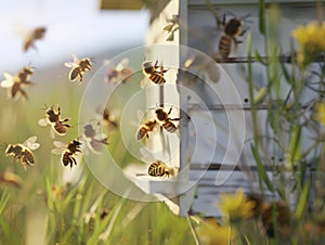 Honey bees returning to their white hives in open field