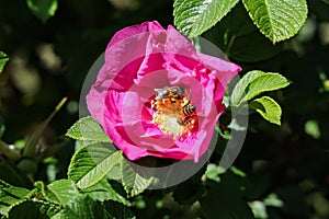 Honey bees on rugosa rose