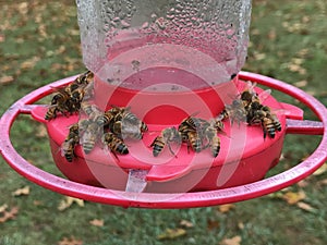 Honey Bees Sipping Sugar Water on Hummingbird Feeder.