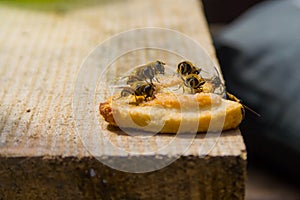 Honey bees sitting on cookie