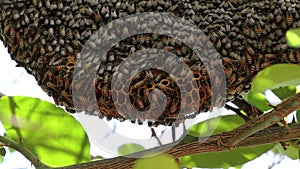 Honey bees sitting on the hive hanging on the tree with selective focus background