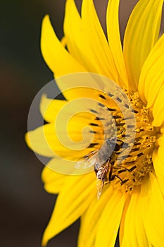Honey bees in the sunflower