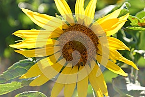 Honey Bees In A Sunflower
