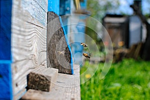 Honey bees swarm in the hive. Workers bees arrive and fly away, guard bees guard