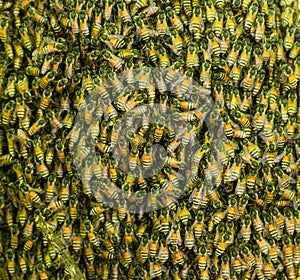 Honey bees in a swarm make a hive