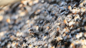 Honey bees in a swarm make a hive background.