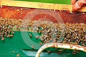 Honey bees swarming on honeycomb