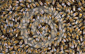 Honey bees swarming on a honeycomb