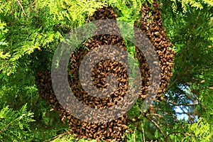 Honey bees swarming on tree