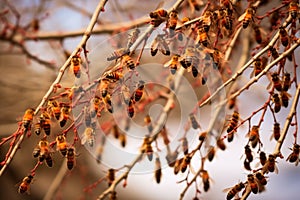 honey bees swarming on a tree branch near hive