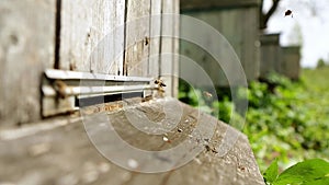 Honey bees taking off or landing in the wooden beehive. Closeup of bees enter to beehive. A lot of bees returning to bee