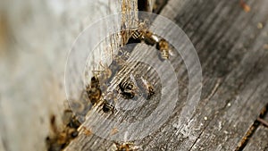 Honey bees taking off or landing in the wooden beehive. Closeup of bees enter to beehive. A lot of bees returning to bee
