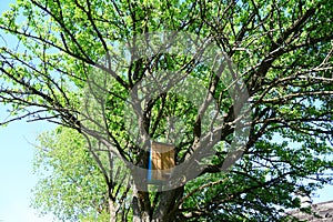 Honey bees trap for capture a swarm on the tree.