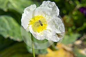 Honey Bees On A White Flower