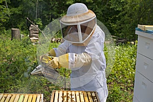Honey Bees photo