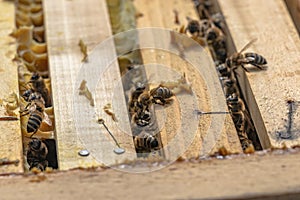 Honey bees in wooden hive