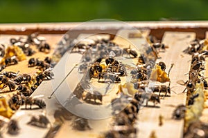 Honey bees in wooden hive