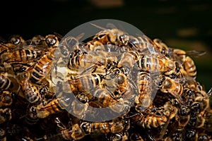 honey bees at work