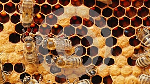 Honey bees work in the hive