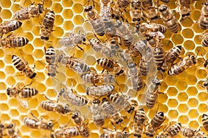 Honey bees working on honey comb