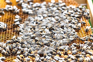 Honey bees working on honeycomb