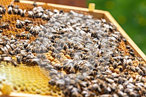Honey bees working on honeycomb
