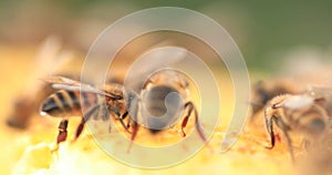 Honey bees working on honeycombs, close-up, selective focus. Life inside the hive.