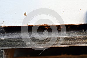 Honey bees working insideg hive