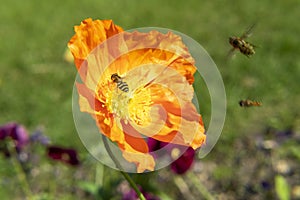 Honey Bees On A Yellow Flower