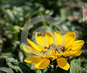 Honey bees on yellow flower. Slovakia