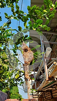 A honey bird& x27;s nest hangs on a kaffir lime twig