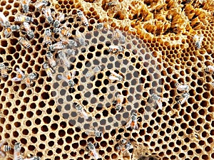 Honey bless on the comb