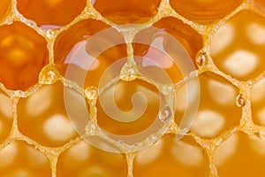 Honey bubbles on beeswax