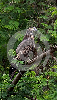 Honey buzzard