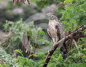 Honey buzzard