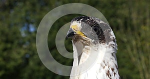 Honey Buzzard, pernis apivorus, Head of Adult, Normandy in France, Slow motion